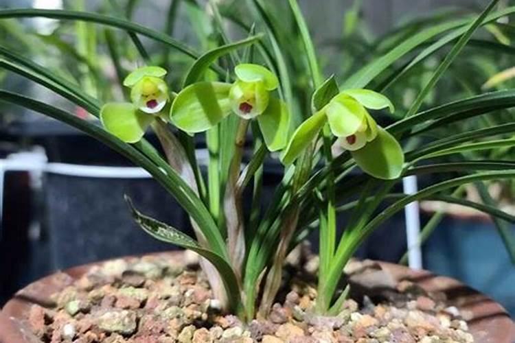 兰花如何养护避免凋谢