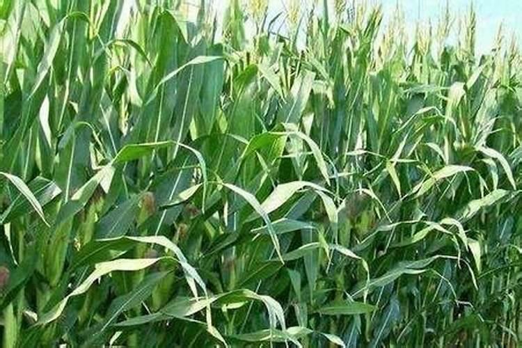 蓝莓8月份最佳施肥期