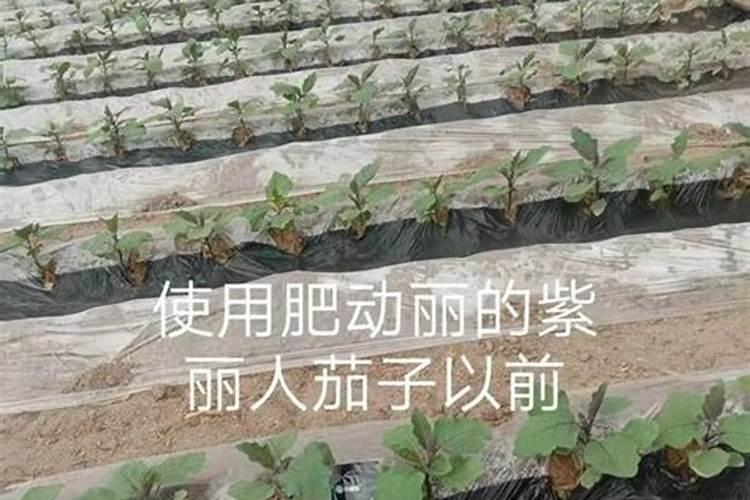 草坪专用肥哪种好？