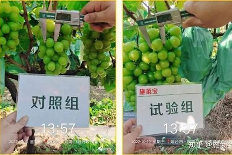 磷钾肥怎么浇花正确使用方法