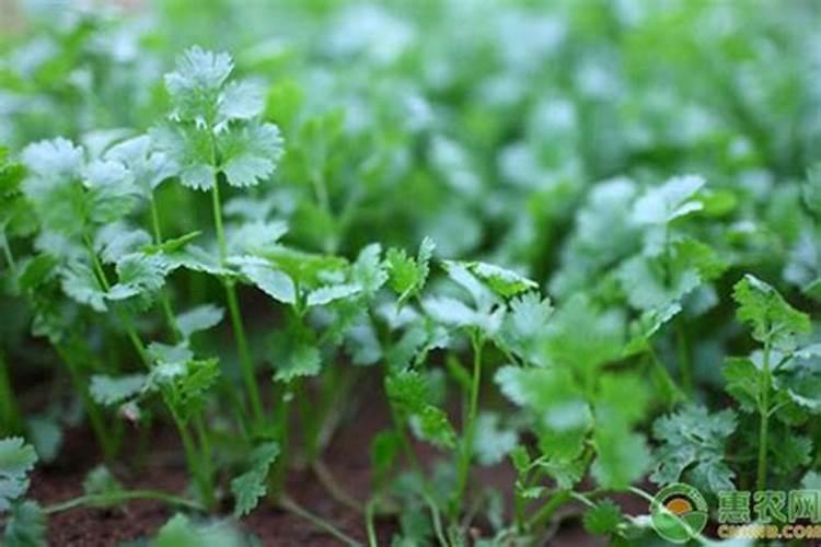 香菜控旺用什么药比较好