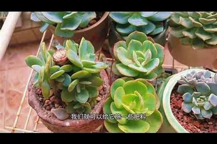有机水溶肥料执行标准