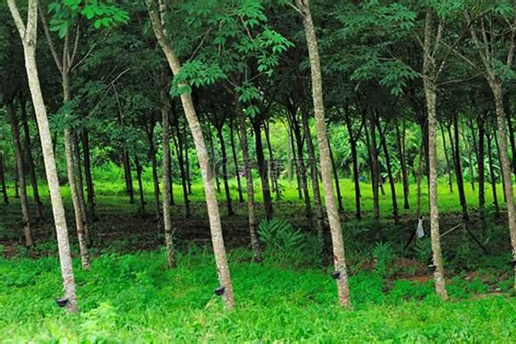 海瑞斯生物有机水溶肥正品吗