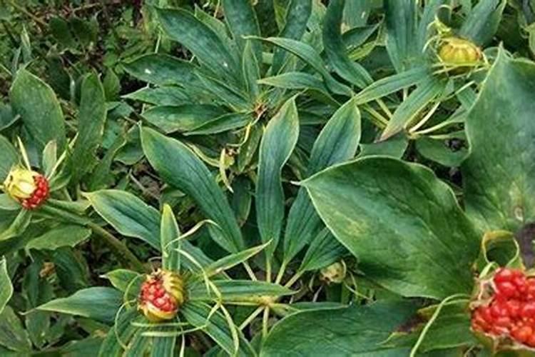 小麦什么时候施肥是最佳时期