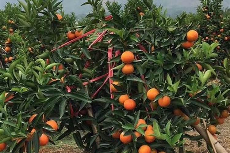 玉米一生对氮肥的需求量