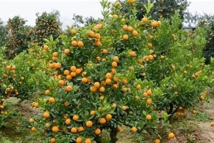 栀子花用什么肥料最好