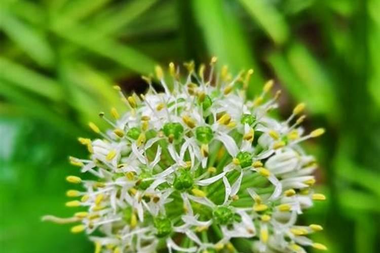 韭菜花是韭菜开的花吗为什么