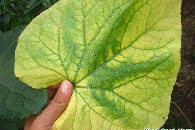 黄瓜从下面的开始叶子黄了怎么办