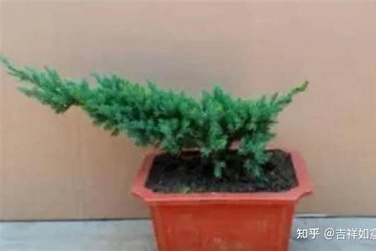 用什么肥料让松树长得快