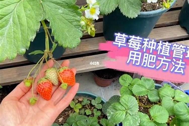 草莓各个时期的施肥方案,什么时候冲高磷肥
