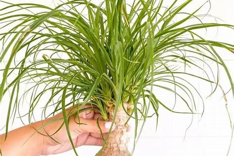 我的君子兰病了,谁知道是什么病,怎么治啊