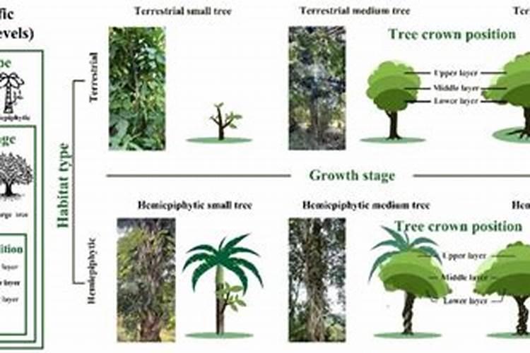 叶面肥是什么肥料