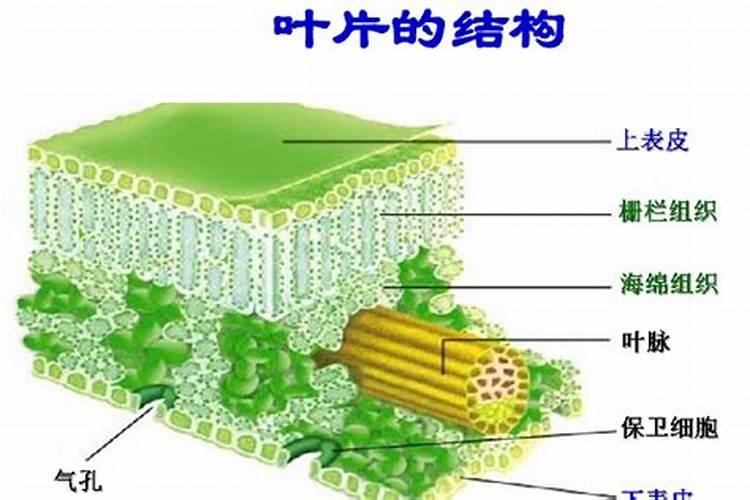 壮大农药的功效与作用
