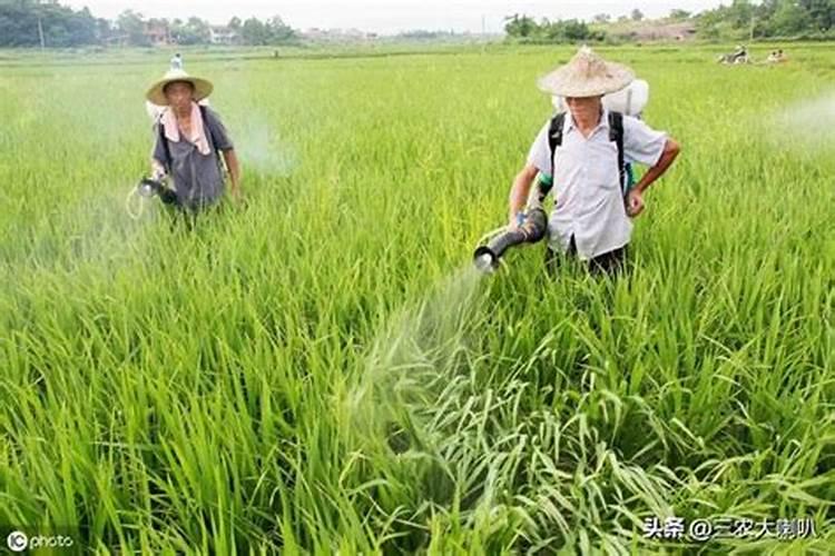 刚种植的草坪该如何养护