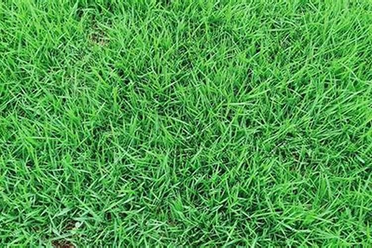 冬小麦什么时候追肥