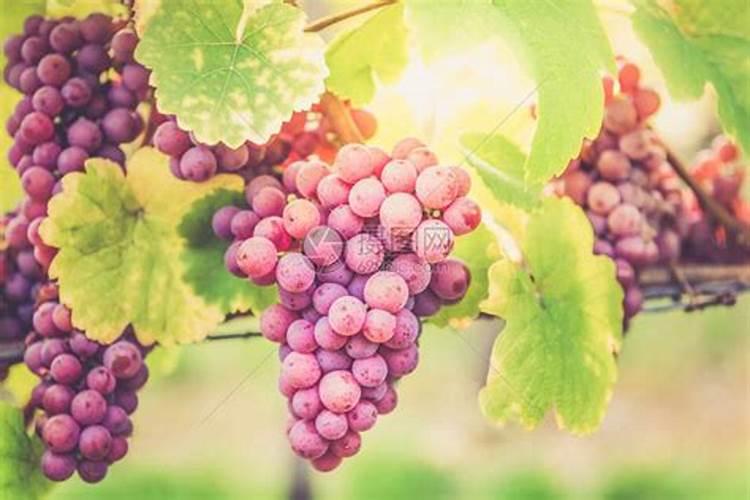 五指毛桃施肥方法