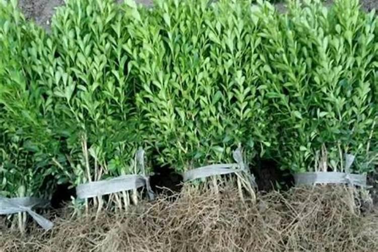 苹果幼树施什么肥好