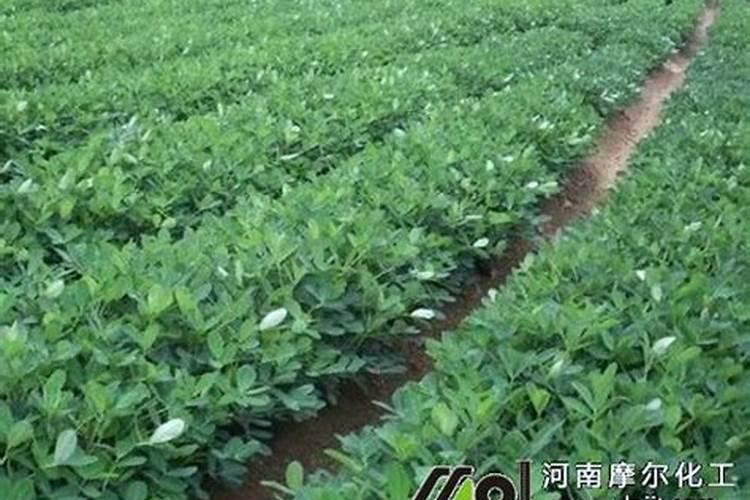 夏季如何给花生施用叶面肥呢,大家赶紧看看吧