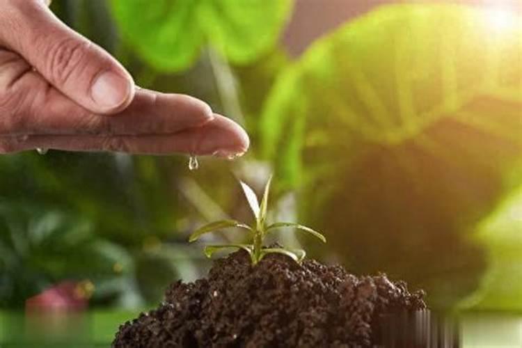 草莓施什么肥料果大