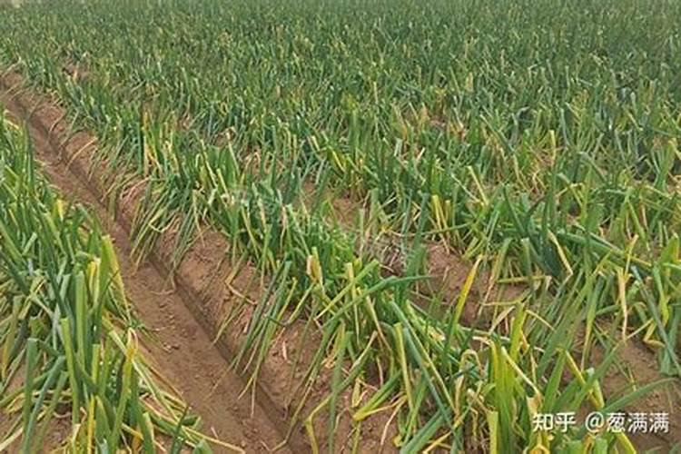 新疆玉象胡杨化工有限公司怎么样？