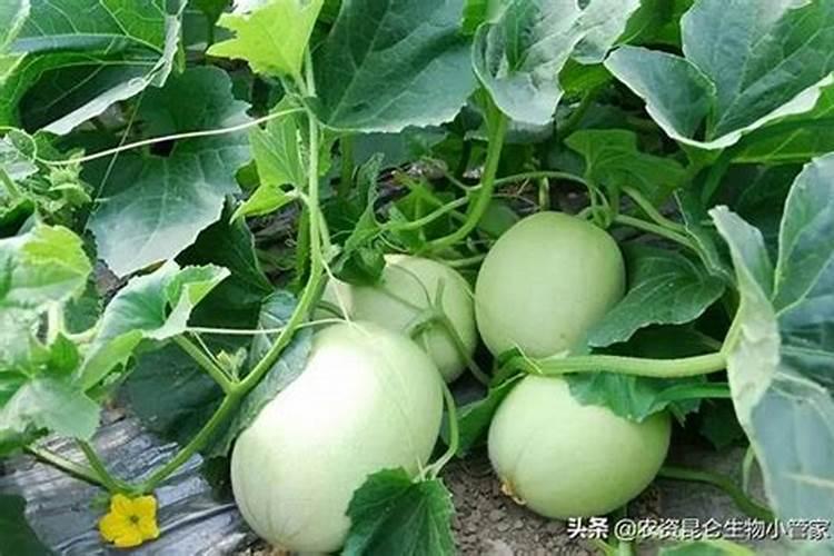 种植草莓膨果期,用生长调节剂来膨果到底可不可行？