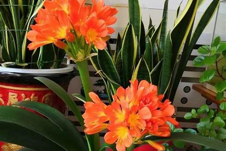 榕树怎么施肥,榕树施肥方法