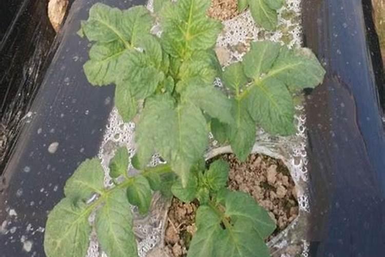 土豆浇什么肥料合适