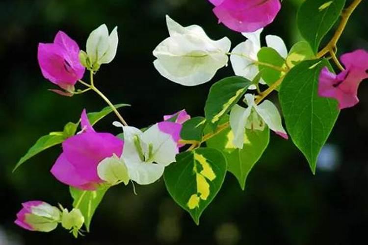 三角梅施什么肥花开满树