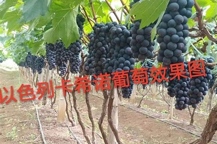 葡萄挂果后如何施肥