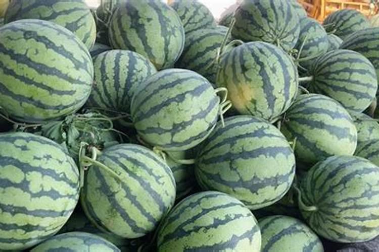 种香瓜肥料怎么施肥