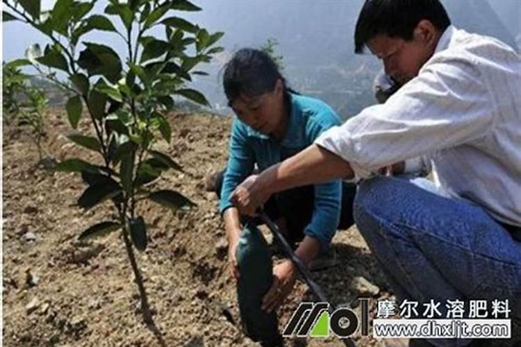 冲施肥怎么去冲施