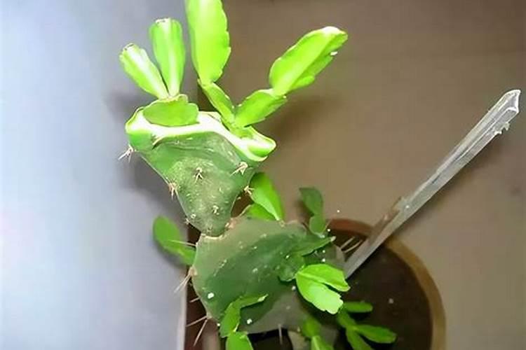 枇杷套袋方法和注意事项 枇杷什么时候套袋最好