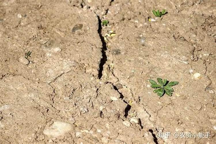 复合肥适合哪些花