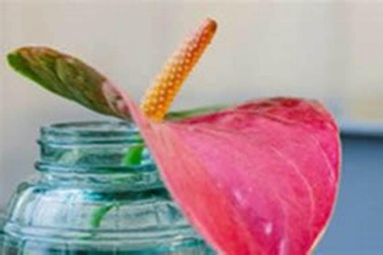 我家养的红掌,最近花不是太红,请问用什么肥料好？