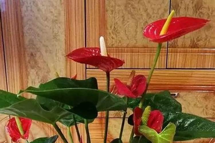 怎样给红掌下肥施什么肥能开花？