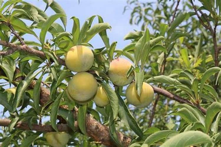 李子树花果期管理技术