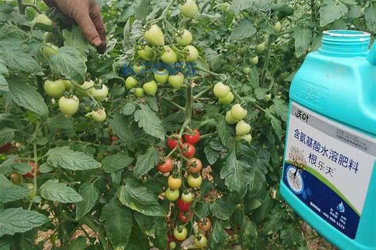 番茄用什么肥料最好