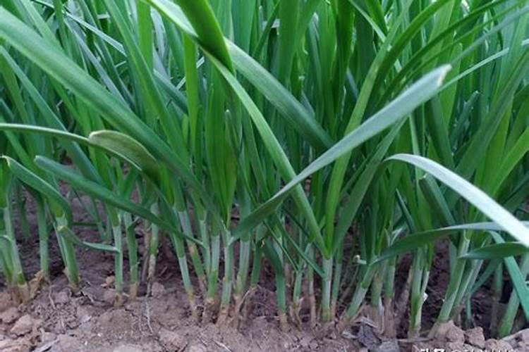 百香果水溶肥用哪种比较好？种植百香果要注意什么？