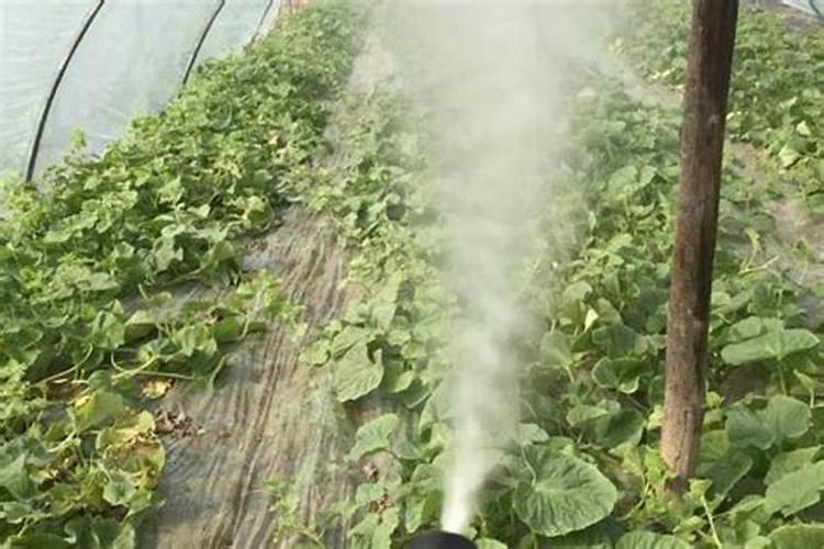 磷肥可以兑水浇花吗 磷肥对花卉的作用是什么