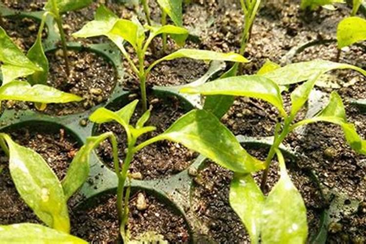 种萝卜用什么肥料最好