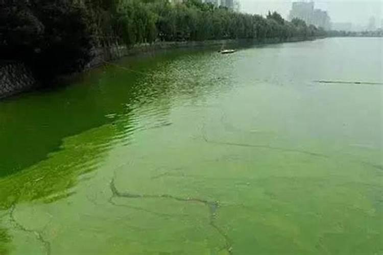 面粉加多少盐杀蓝藻
