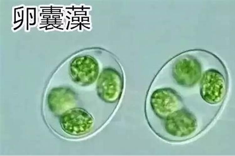 盆栽月季树到了冬季要不要施肥呢