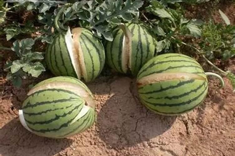 盆花用磷钾肥哪种好？