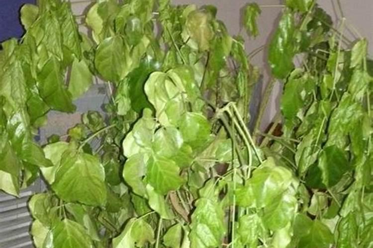 幸福树白粉病怎么治？