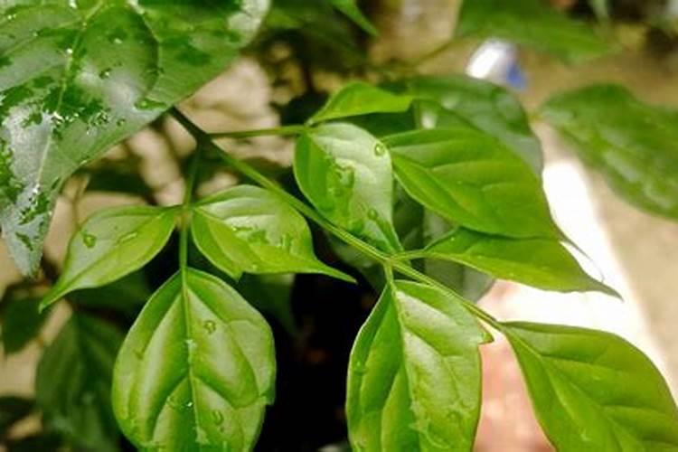 幸福树花肥制作与使用方法