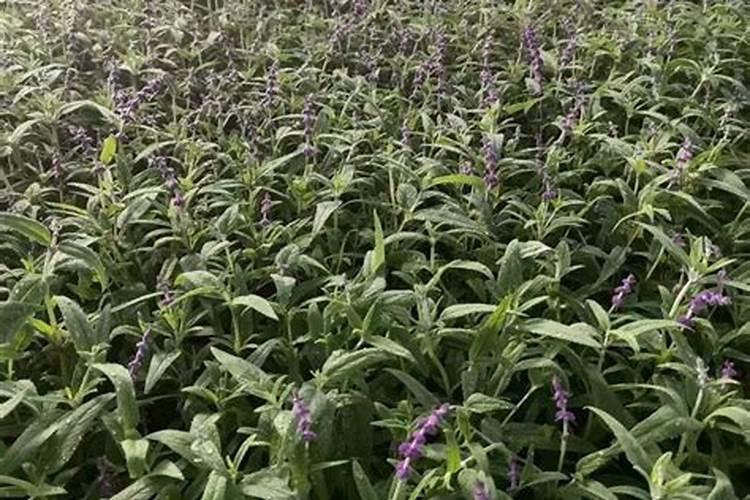 复合肥可以当水溶肥使用吗