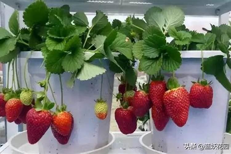 草莓各个时期的施肥方案 什么时候冲高磷肥