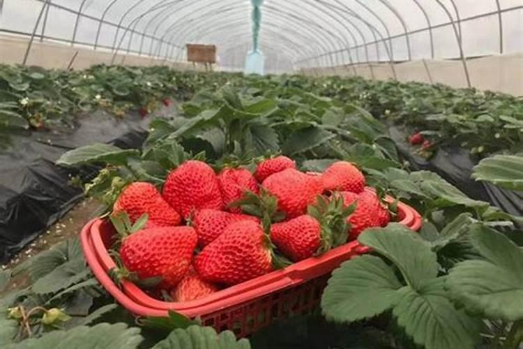 草莓施什么肥料果大