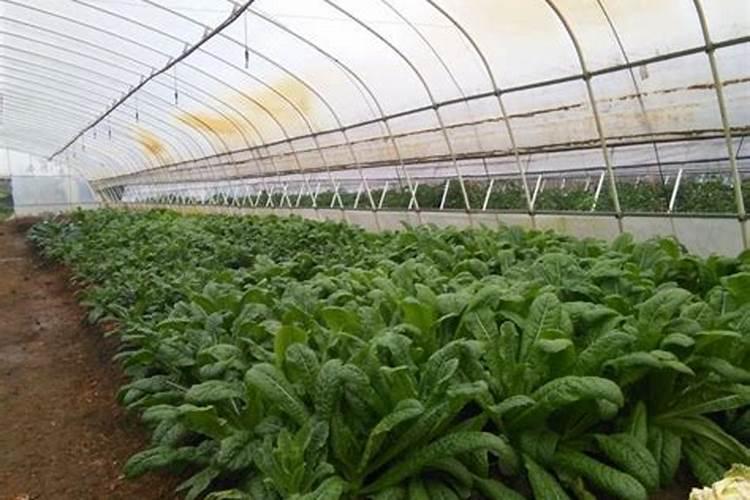 蔬菜施什么肥最好