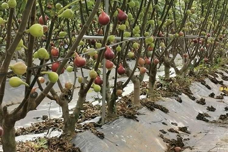树苗移栽多久可以施肥 “移栽后几天可以给树苗施肥？”